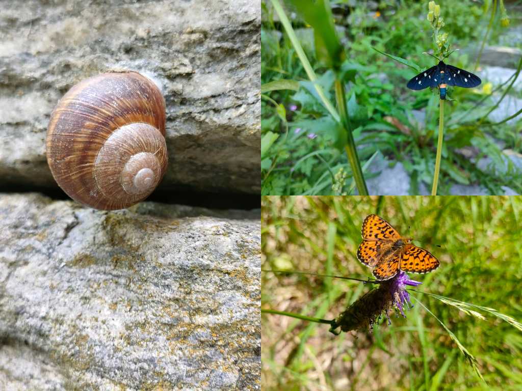 Una chiocciola e alcune farfalle lungo il sentiero