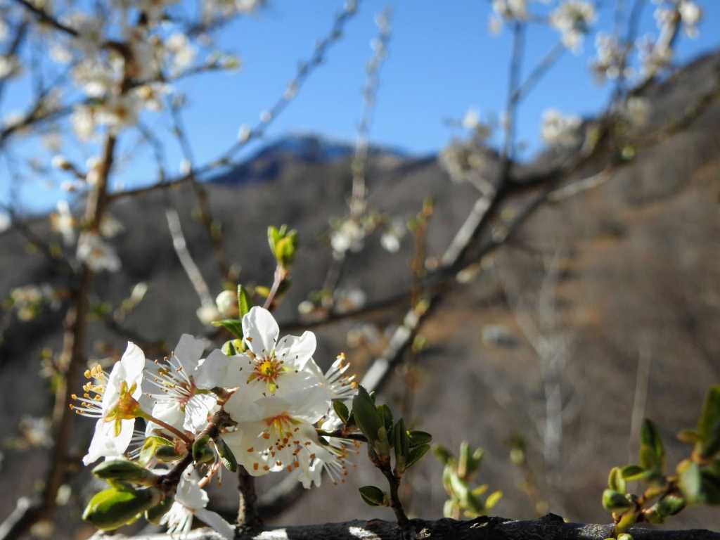 Blooming flowers of blackthorn