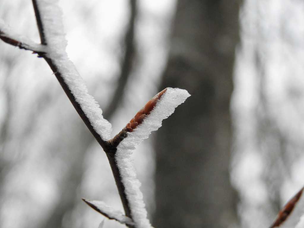 Frozen trees