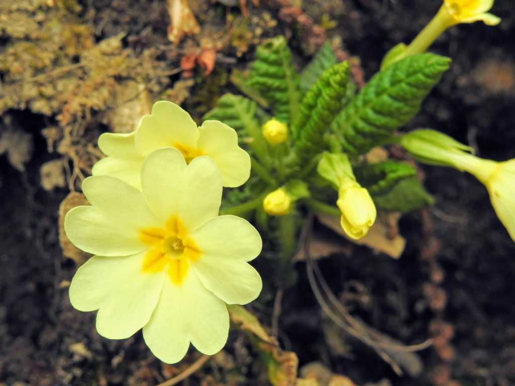 Primula vulgaris