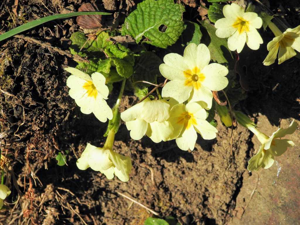 Blooming flowers of primrose