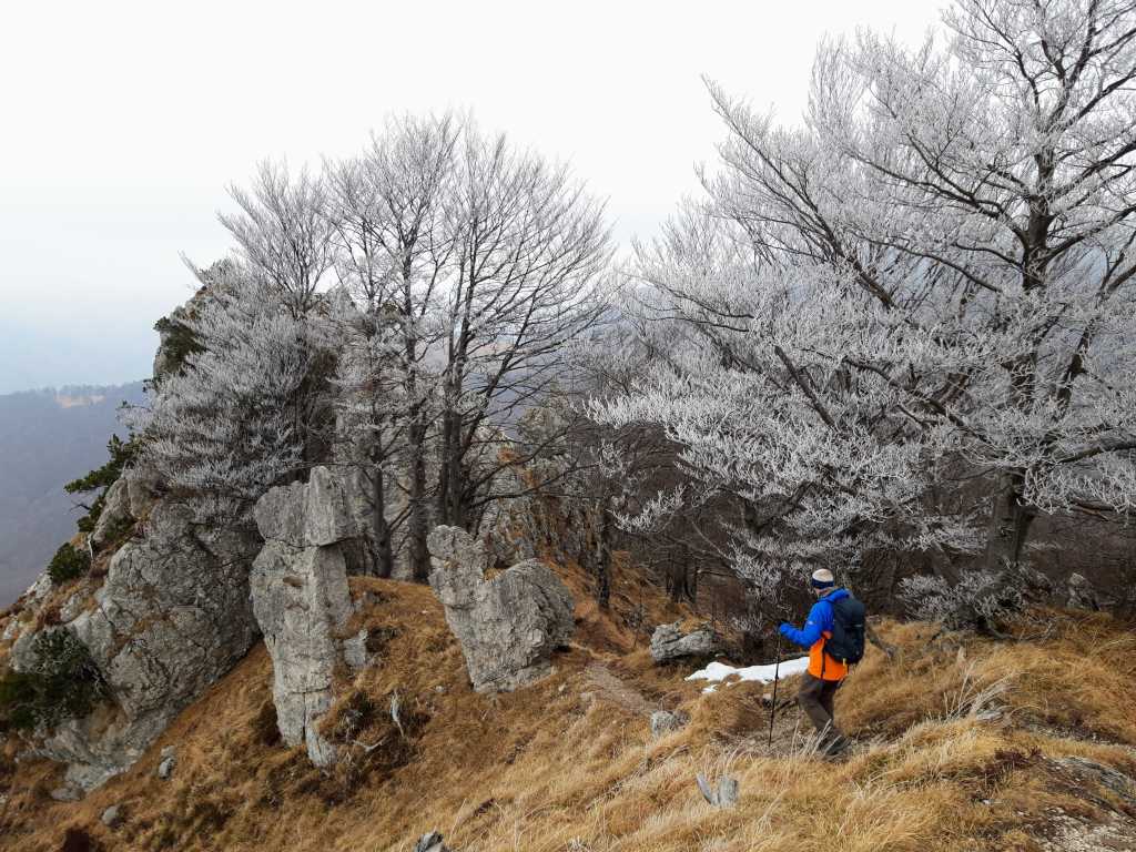 Frozen trees