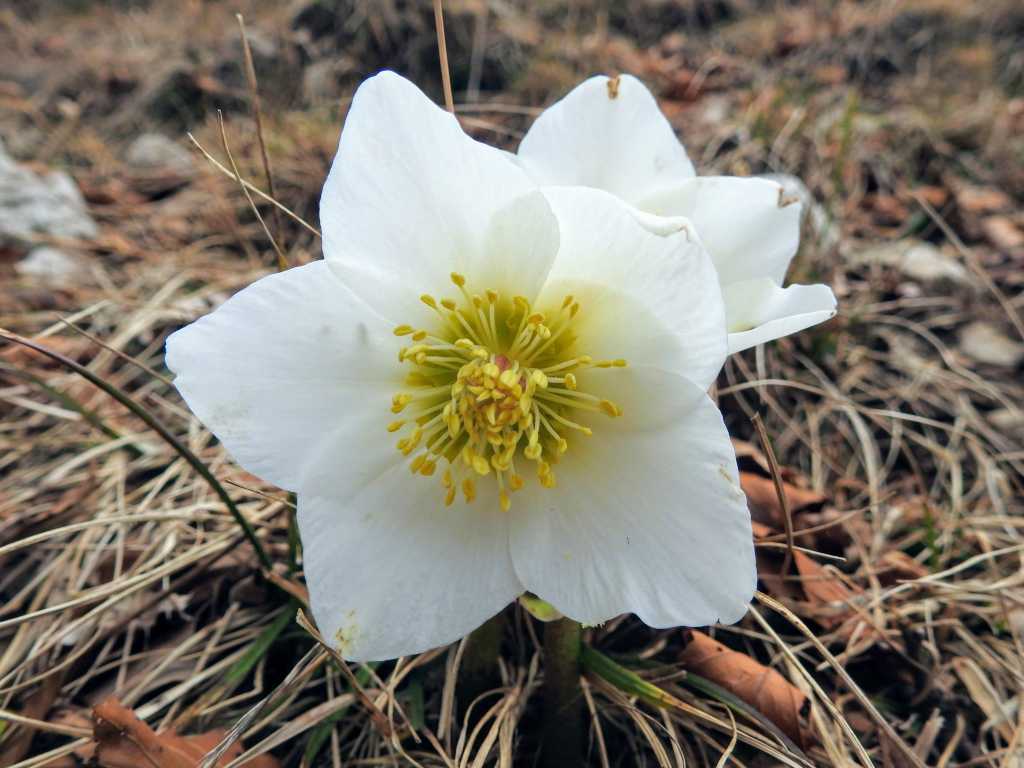 A Christmas rose