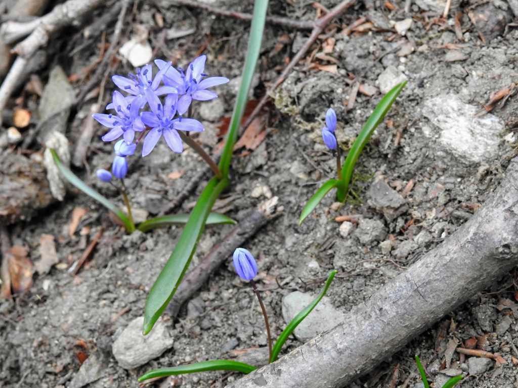 Scilla bifolia