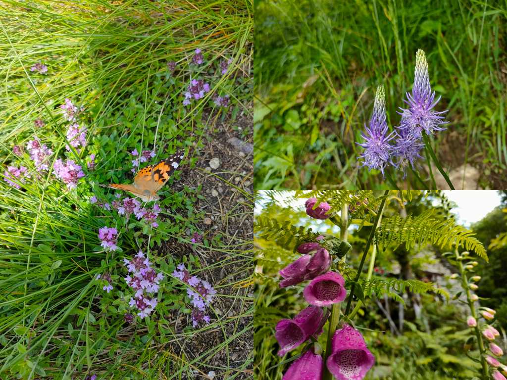 Farfalle coloratissime, fiori e piante