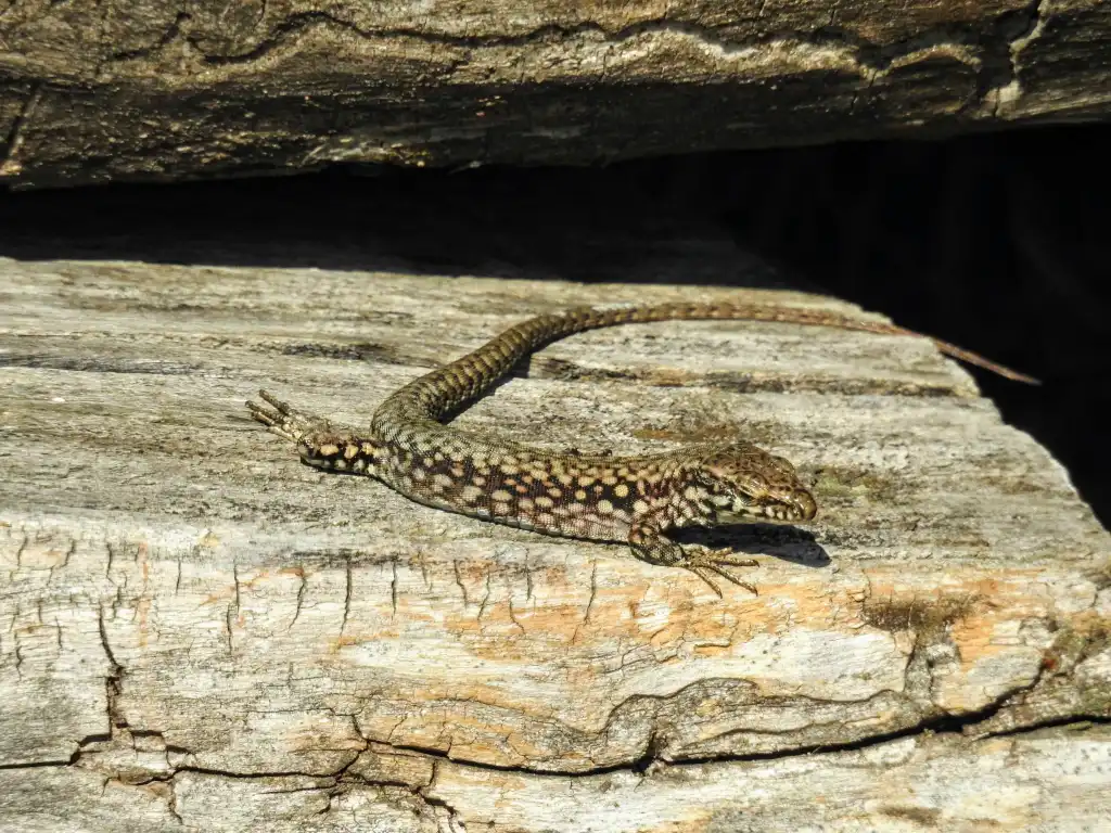 A lizard enjoying the sun