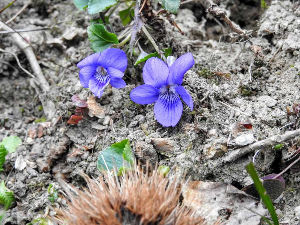 Viola riviniana