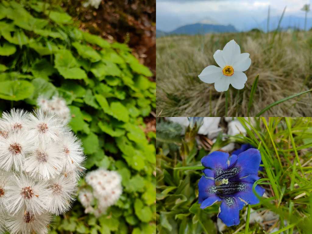 Alcuni dei fiori trovati lungo il percorso