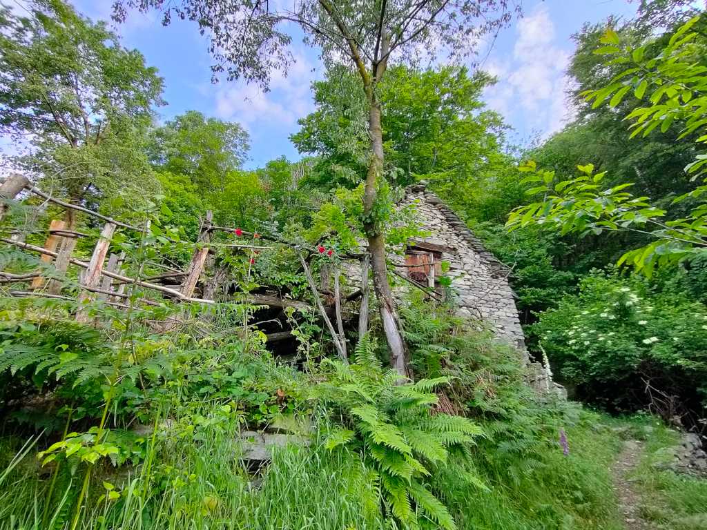 Il bosco sopra Mergoscia