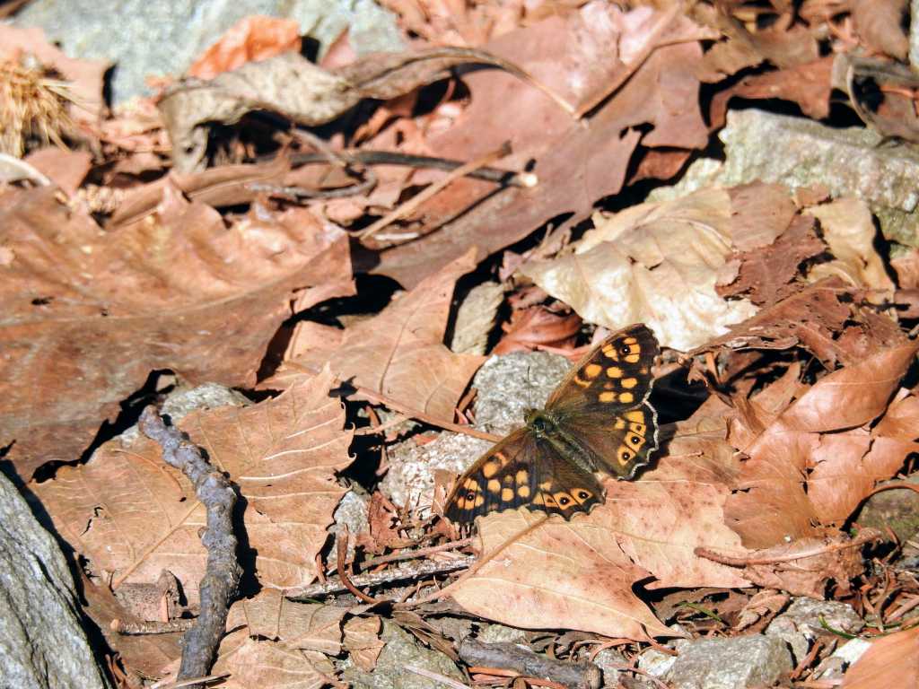 A speckled wood enjoying the sun