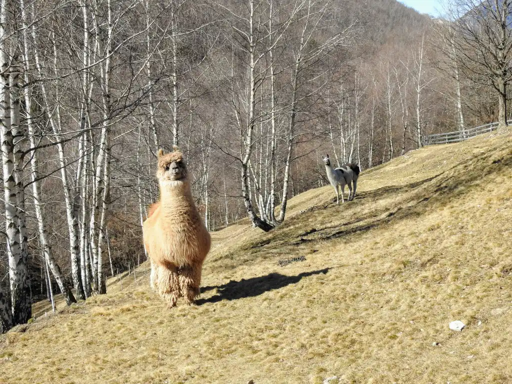 Fluffy llamas